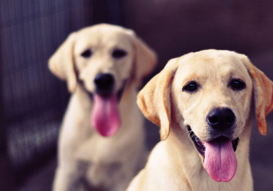 拉布拉多犬中毒了怎麼辦