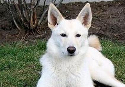 卡南犬