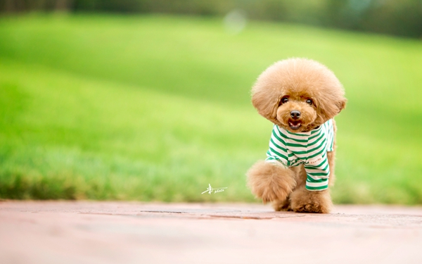 泰迪犬.jpg