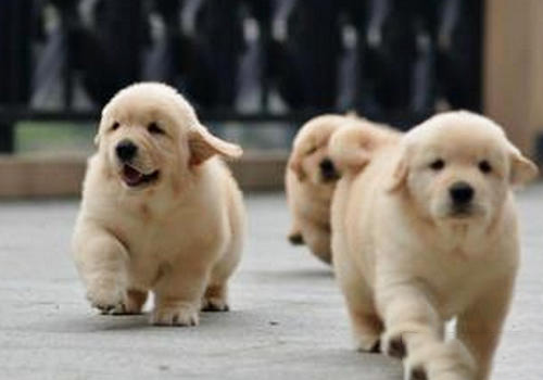 金毛犬