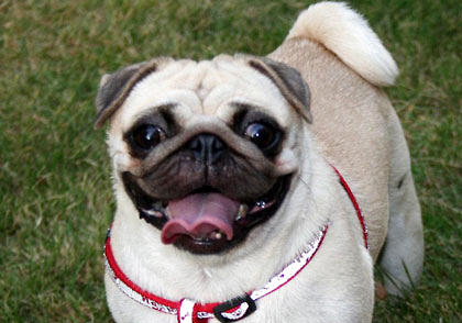 八哥犬