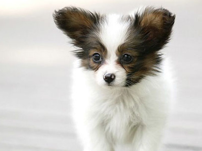 蝴蝶犬.jpg