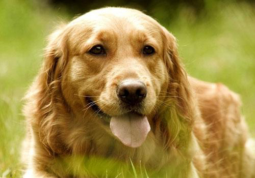 金毛犬