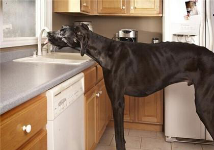 大丹犬
