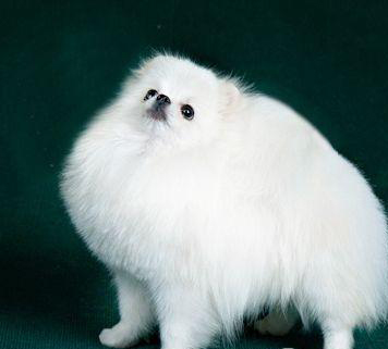 博美犬