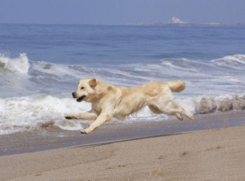 金毛犬