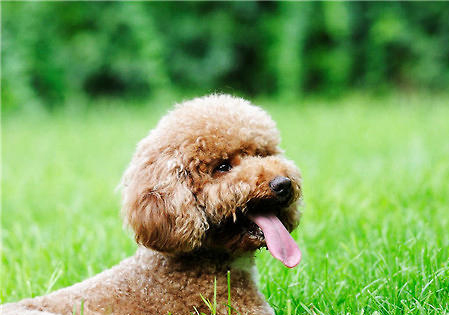 泰迪犬