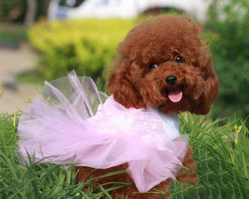 泰迪犬