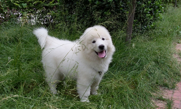 如何去做好大白熊犬幼犬的健康