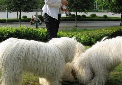 可蒙犬