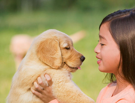 金毛犬幼犬怎樣從小就開始調教