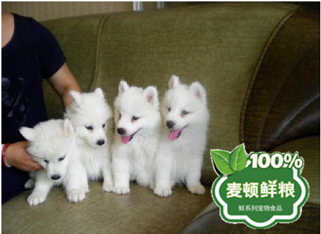 447b701f20d2da8c095f2beb620a_461_336.c1_副本.jpg