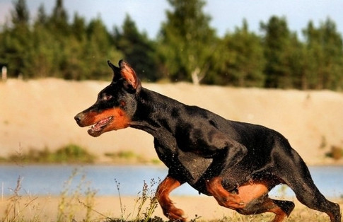 喂養杜賓犬的過程中容易出現的錯誤