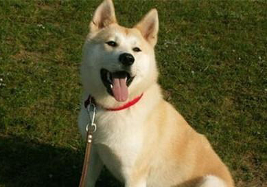 秋田犬