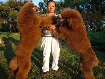 巨貴1.jpg