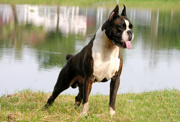 怎麼給拳師犬幼犬泡狗糧