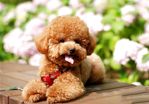 泰迪犬