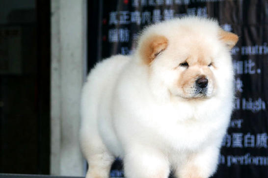 松獅犬