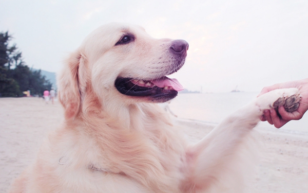 怎麼教金毛犬大小便