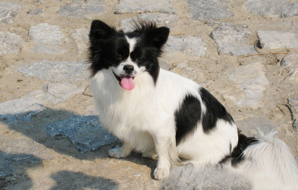 喂五谷對蝴蝶犬有沒有好處