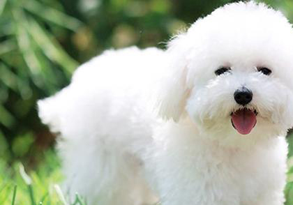比熊犬