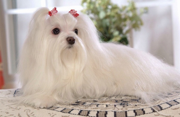 訓練馬爾濟斯犬大小便的小技巧