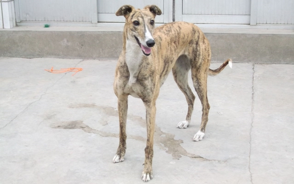 養格力犬麻煩嗎