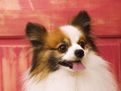蝴蝶犬.jpg