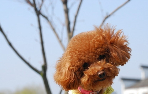 泰迪犬 (7).jpg