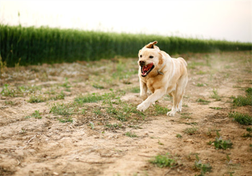拉布拉多犬