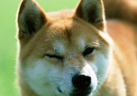 柴犬