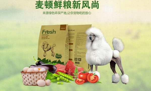養貴賓犬需要注意哪些