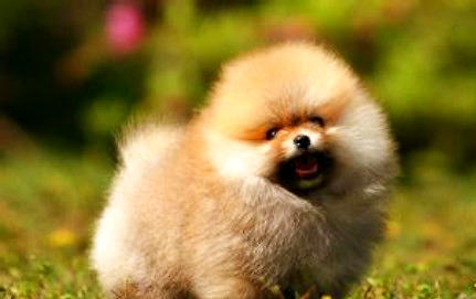 博美犬