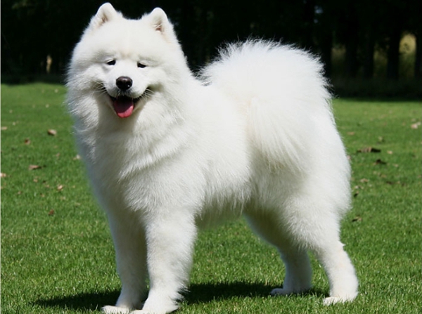 薩摩耶犬.jpg