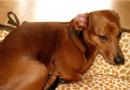 【臘腸犬的喂養知識】 臘腸犬的品種簡介