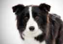 【邊境牧羊犬的喂養知識】 邊境牧羊犬生病怎麼辦