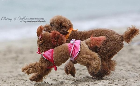 泰迪犬怎麼養