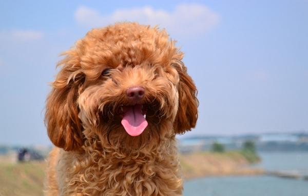 泰迪犬怎麼養