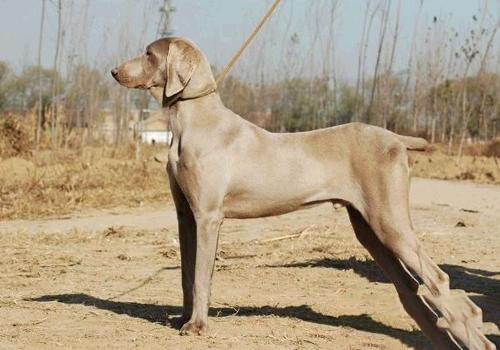 威瑪獵犬