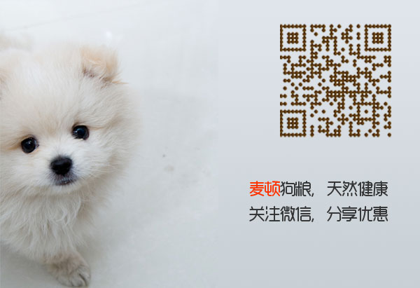 博美.jpg
