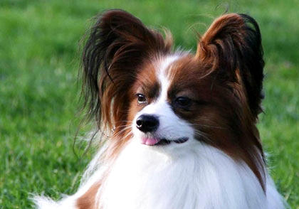 蝴蝶犬