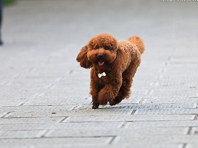 貴賓犬.jpg