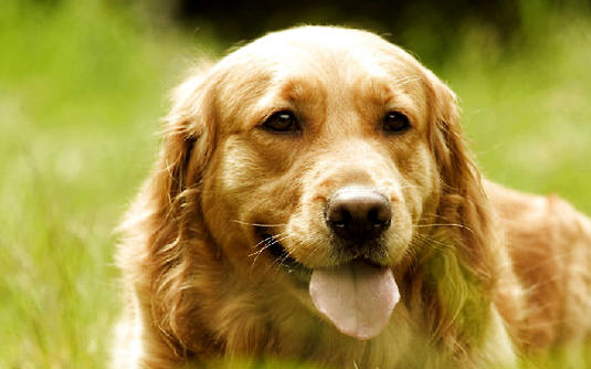 金毛犬