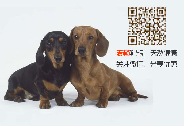 臘腸1.jpg