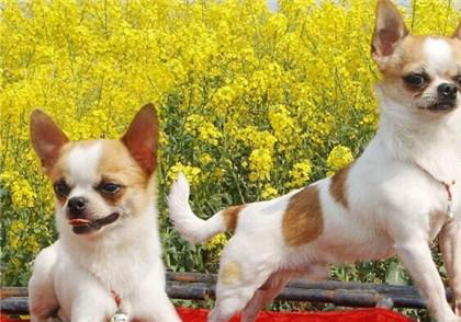 吉娃娃犬