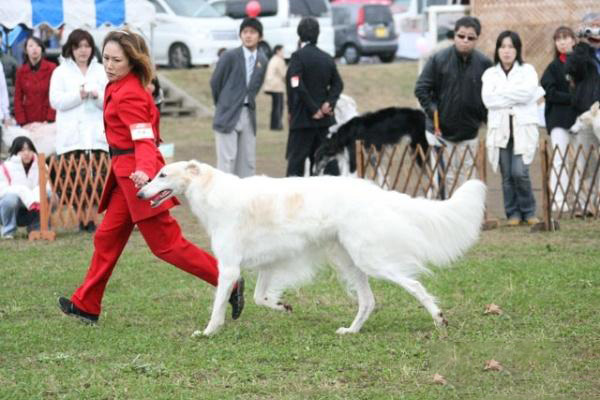 蘇俄獵狼犬