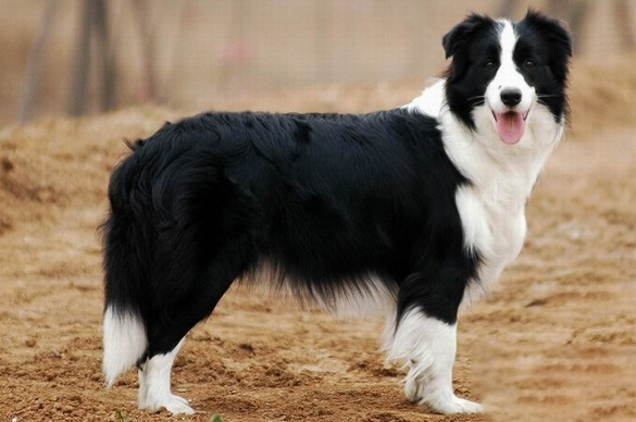 怎麼給邊境牧羊犬挑選消遣的食品