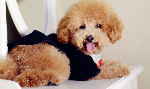 泰迪犬 (33).jpg