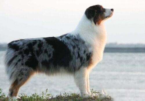 澳大利亞牧羊犬