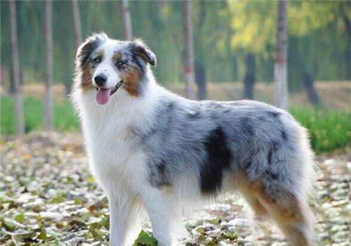澳大利亞牧羊犬